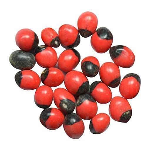 Natural Rakt Gunja Beej, Lal Gunja, Set of 151 Pcs