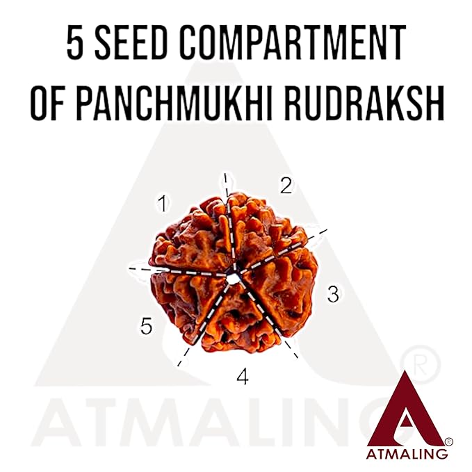 5 Mukhi Rudraksha Mala ( 6mm - 108 Beads )